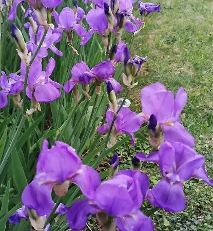 Perunika Apartmán Selce