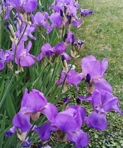 Perunika شقة سيلتسي