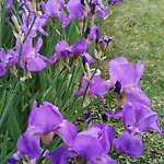 Perunika 아파트 셀스